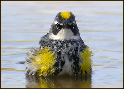 yellow_rumped_warbler_bath.jpg