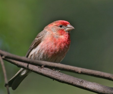 housefinch24.jpg