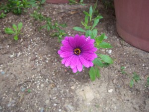 African Daisy