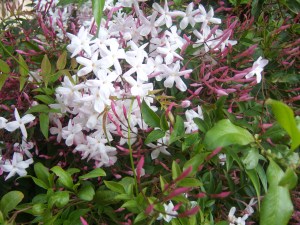 Star Jasmine - can you smell it? 