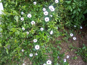 More African Daisies