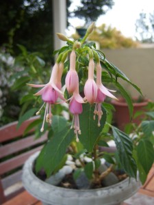Mini fuschia variety. Both from cuttings taken last year.