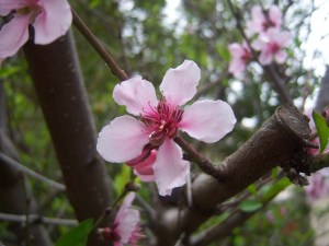 Peach blossoms which just sprouted out this week