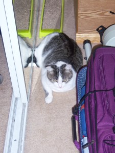 Chip attempts to be packed in the suitcase