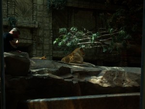 MGM grand lions and a brave (dumb?) worker