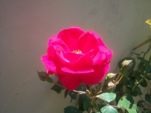 I think this is a tea rose variety.