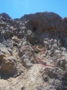 Cliff face with moss, shells, barnacle debris above Flat Rock