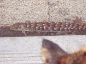 Pretty lizard taunting the kitty