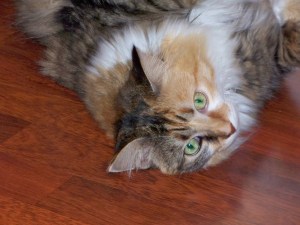 "Mommy, WHY are you taking pictures of me?"