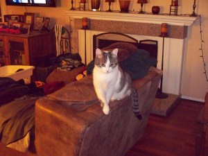 Chip guards the laundry chair & its contents