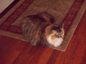 Amber in her "I have no feet" pose