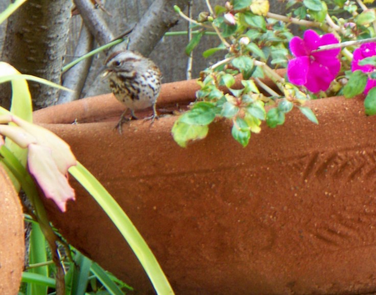 Song Sparrow2