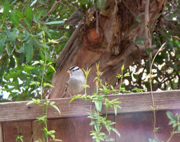 White Crowned Sparrow