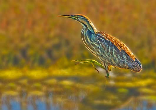 american_bittern
