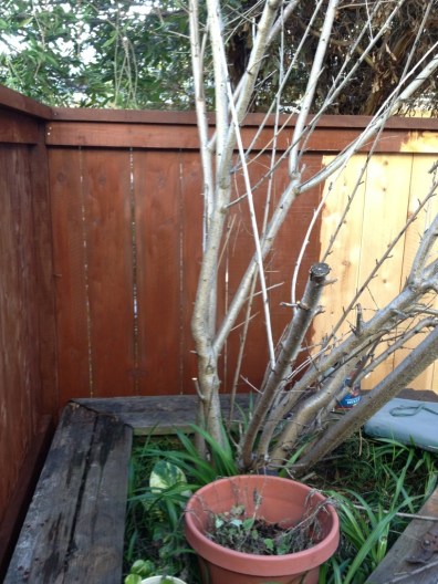 First hour - slow going because I had to get behind/around the planter again.