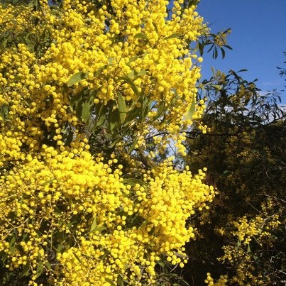 Acacia