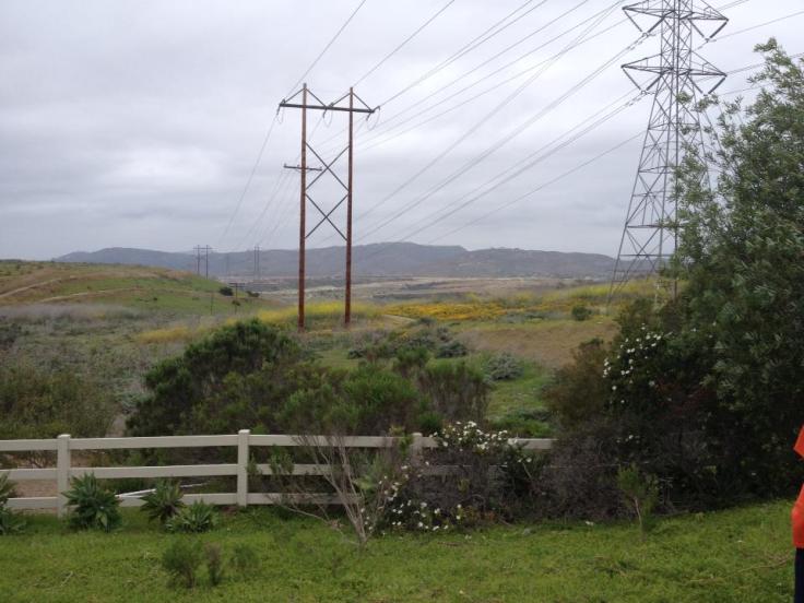 Gorgeous in the canyon - more spring flowers in bloom!