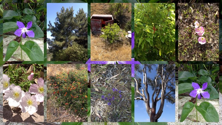 Afternoon walk at work 5-1-13