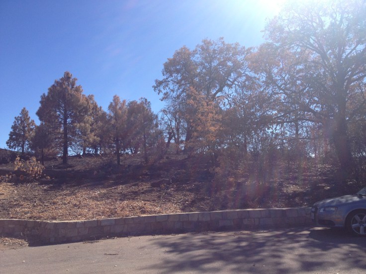 Charred hillside on the other side of the road