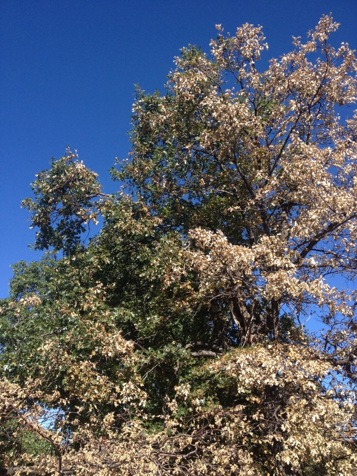 How does only half of a tree burn?