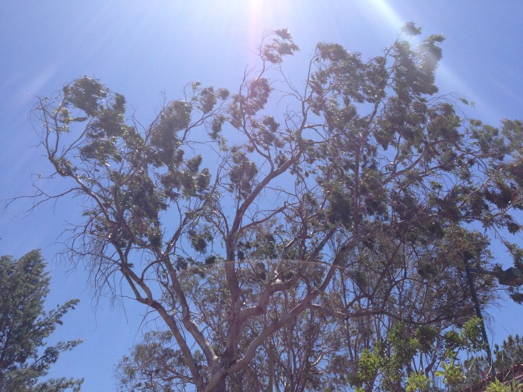 Deep, blue skies and constant gusting wind up to 40mph.