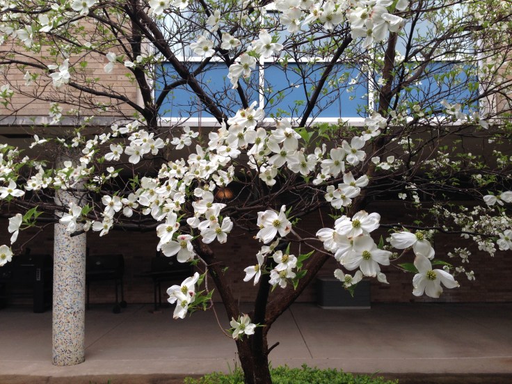 Blooming trees at Notre Dame
