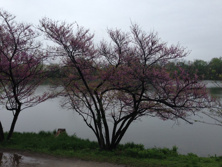 Pretty pink trees at Notre Dame
